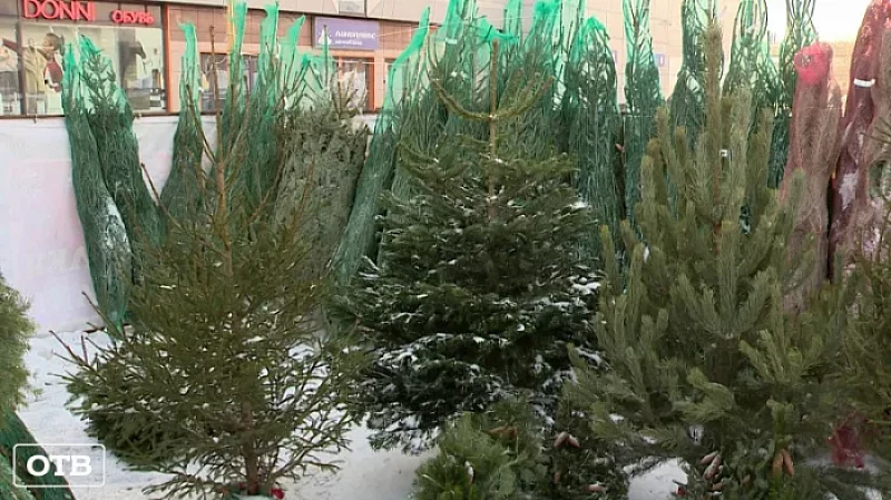 Купить или срубить: в Екатеринбурге заработали ёлочные базары, а в лесничествах стартовала выписка новогодних деревьев