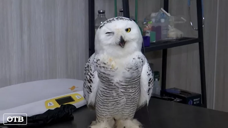 Спасти Небуклю: уральские орнитологи пришли на помощь полярной сове