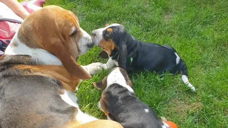 Президент Российской кинологической федерации: как правильно считывать подаваемые собакой сигналы