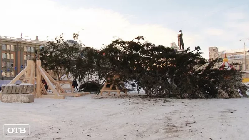 Праздник к нам приходит: в центр Екатеринбурга доставили 30-метровую живую ель