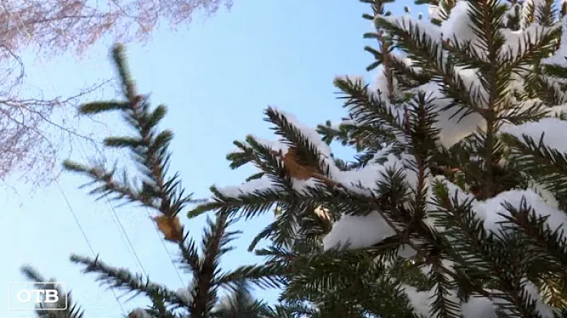 Как выбрать новогоднюю ёлку?