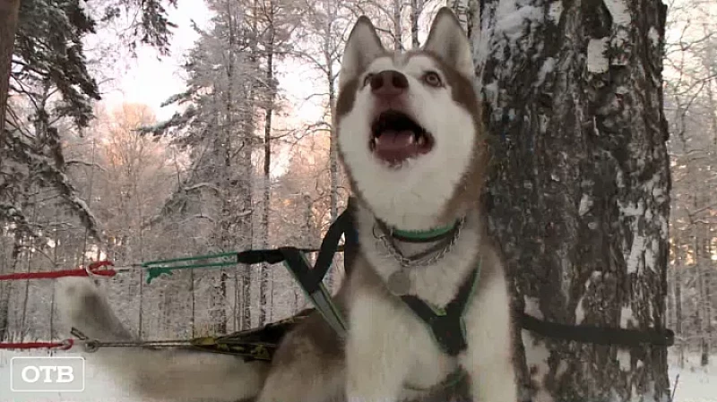 Дед Мороз сменил упряжку оленей на хаски