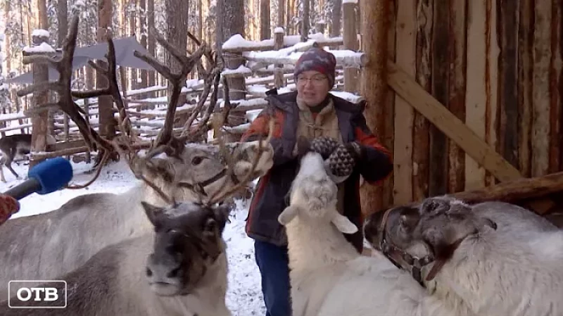 В этнопарке козёл стал частью семьи оленей
