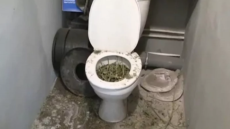 Уральскому плантатору, который пытался смыть в унитазе наркотики, вынесли приговор