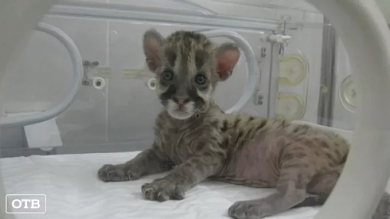 Инкубатор для животных: сотрудники Екатеринбургского зоопарка выхаживают новорождённых зверят