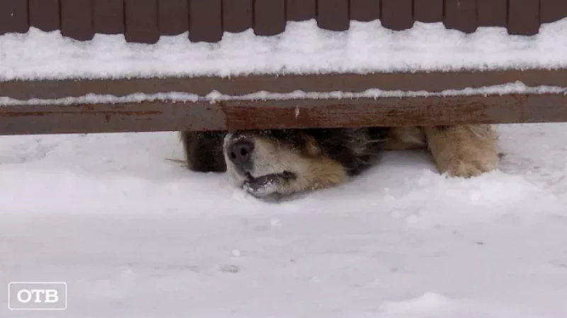 Прокусил до костей: в Первоуральске на пенсионера напал алабай