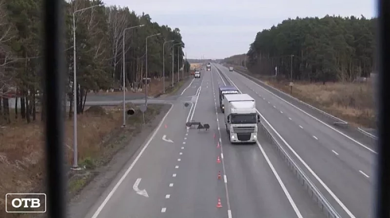 Школьники Талицкого района перебегают оживлённую трассу, чтобы попасть на занятия