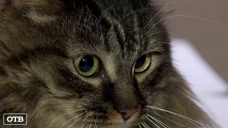 Более трёх тысяч жизней спасли в Центре реабилитации животных УрГАУ