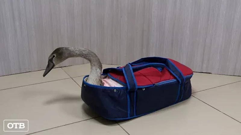 Жители уральского села переживают за судьбу краснокнижного лебедя, которого забрали зоозащитники