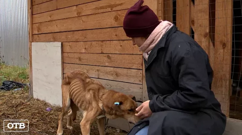 Довели до истощения: в Камышлове полиция по просьбе волонтёров проверит пункт временного содержания собак