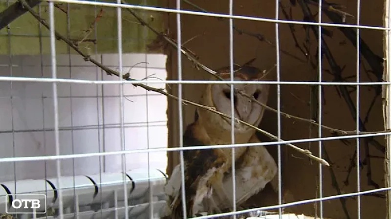 Благотворительный магазин открыли в Нижнем Тагиле волонтёры центра реабилитации птиц