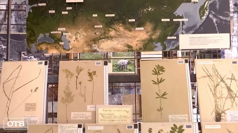 В Музее истории Екатеринбурга можно изучать историю ГУЛАГа по растениям