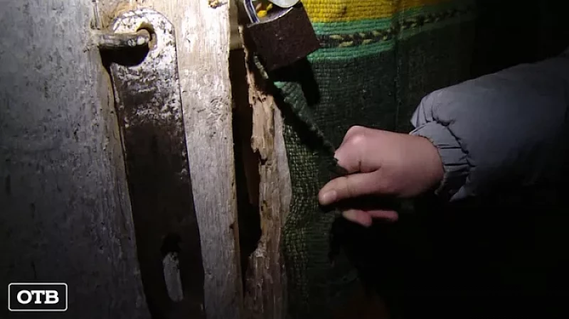 Тагильчанин развёл куриц в подвале многоквартирного дома