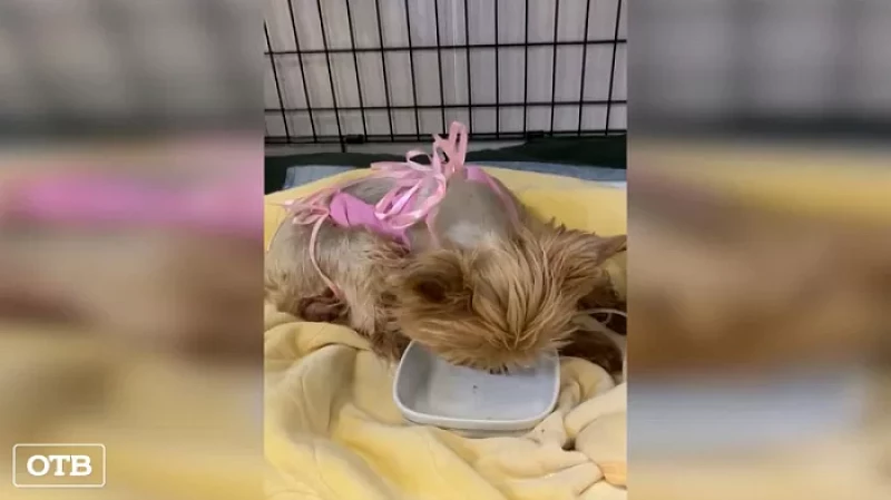 В Екатеринбурге покупатели йоркширских терьеров пытаются вернуть предоплату