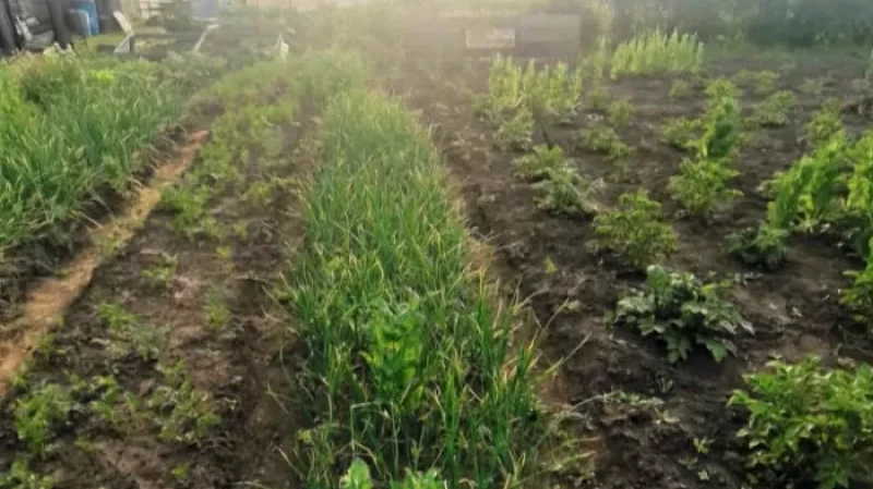 Нарко-садовода будут судить в Алапаевске