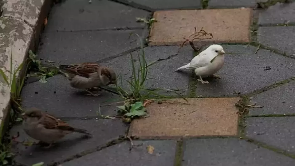 В Самаре фотограф запечатлел необычную птицу