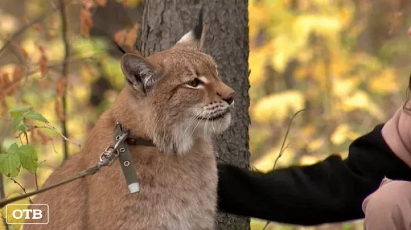 Житель Ревды приручил рысь