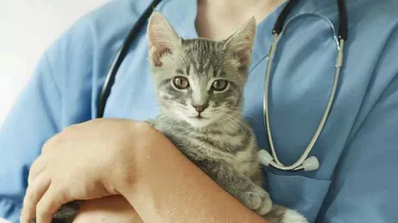 В России снят с продажи ряд ветеринарных лекарственных препаратов