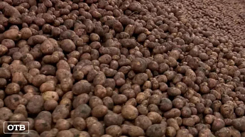 Для поддержки сельхозпроизводителей в этом году из областного бюджета выделено 3,5 млрд рублей