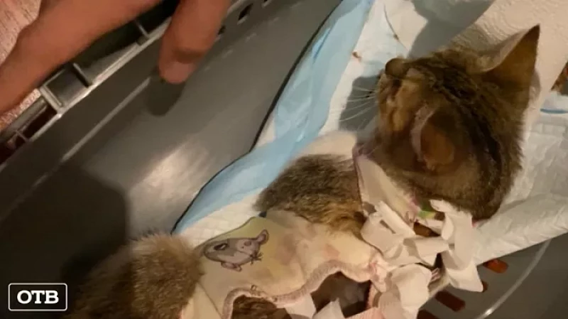 В Екатеринбурге неизвестный выстрелил в беременную кошку