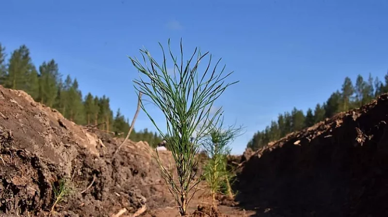 На улучшение экологии и сохранение природных ресурсов Свердловской области направят более 9 млрд рублей