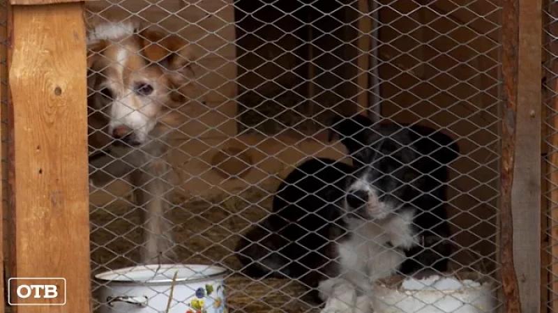 На Урале растёт число брошенных домашних животных