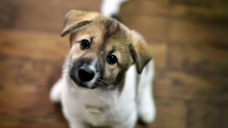 В Екатеринбурге сотрудницы электростанции спасли двух щенят от верной смерти