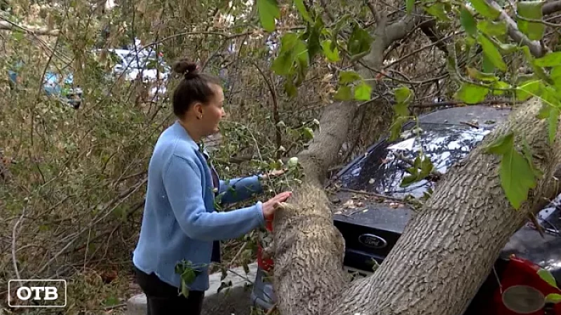 В Екатеринбурге автомобиль стал заложником упавшего клёна