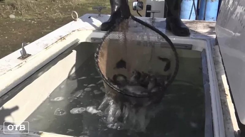 В Новомариинское водохранилище выпустили 10 000 мальков сазана