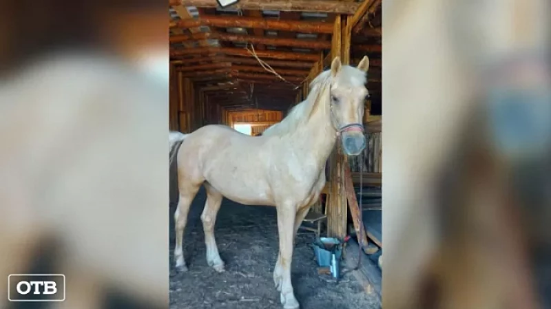 В Первомайском неизвестные украли коня редкой масти