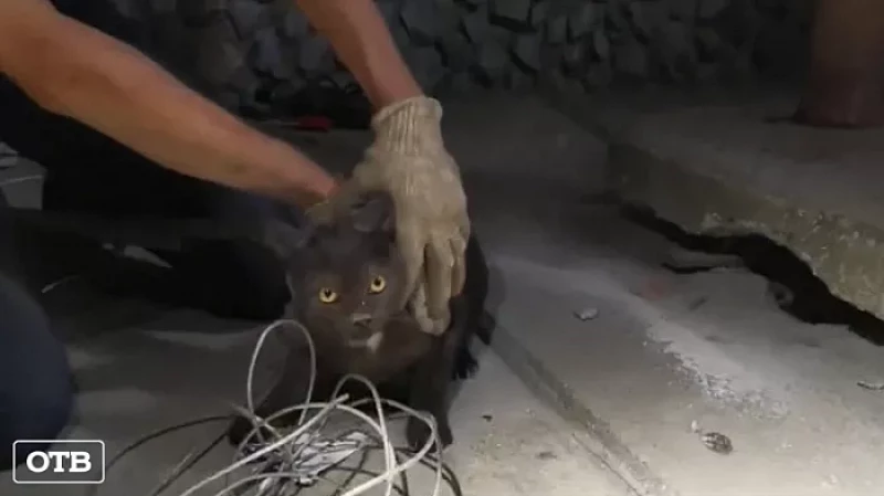 В Берёзовском спасли кота, провалившегося провалился под бетонную плиту