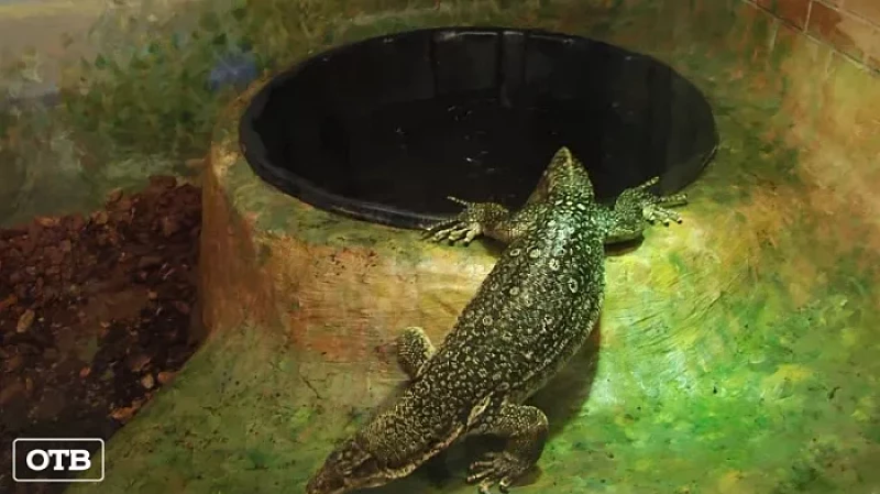 В Екатеринбургском зоопарке по требованию прокуратуры реконструировали вольер для полосатого варана