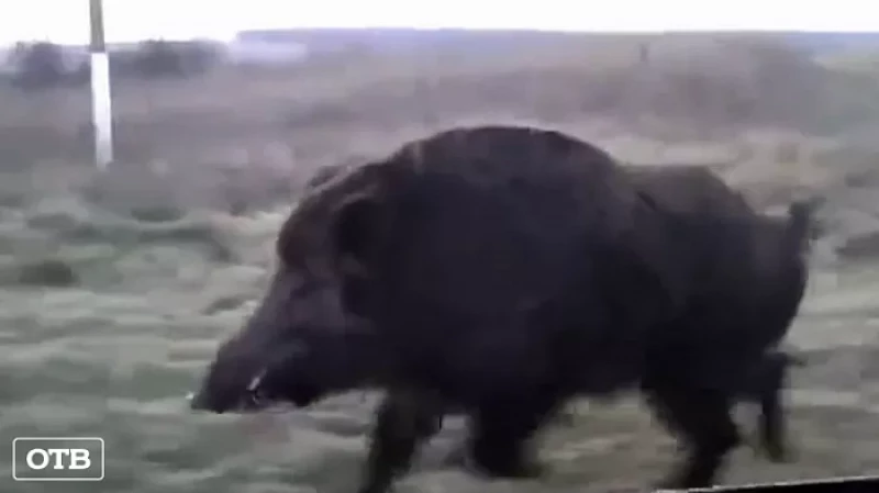 С начала года на Урале зарегистрировано 14 ДТП с участием диких животных