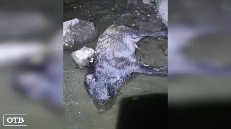 На озере Шарташ в Екатеринбурге обнаружили мёртвых кабанов