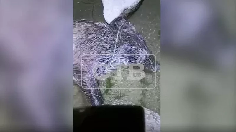 Два трупа кабанов обнаружили в озере Шарташ: видео