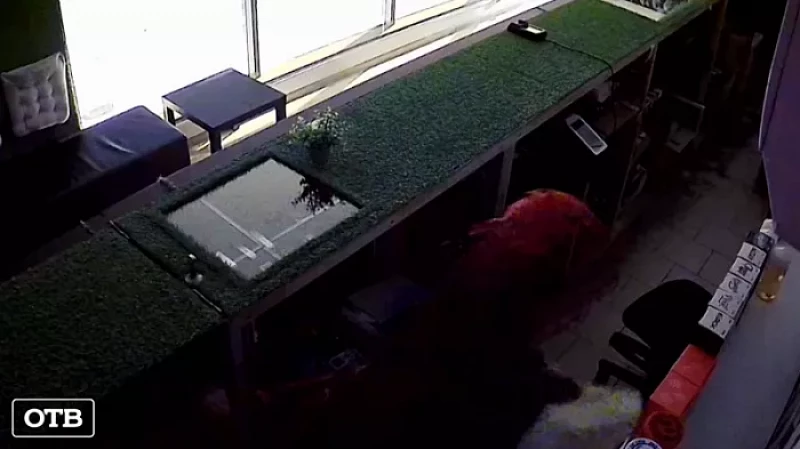 В Екатеринбурге второй раз обокрали вейп-шоп на Челюскинцев