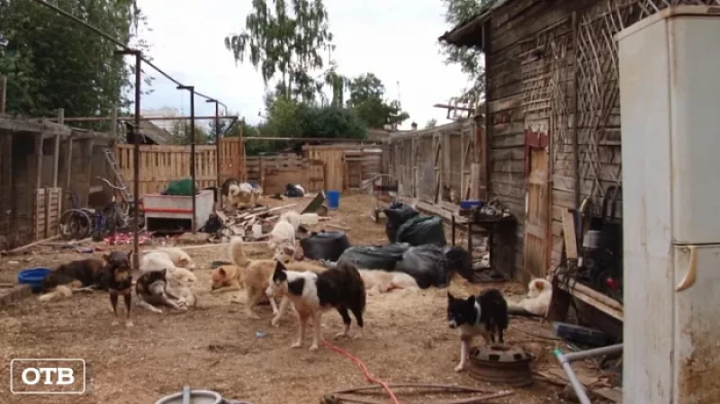 Соседи конфликтуют с мужчиной, который завёл на своём участке 80 собак