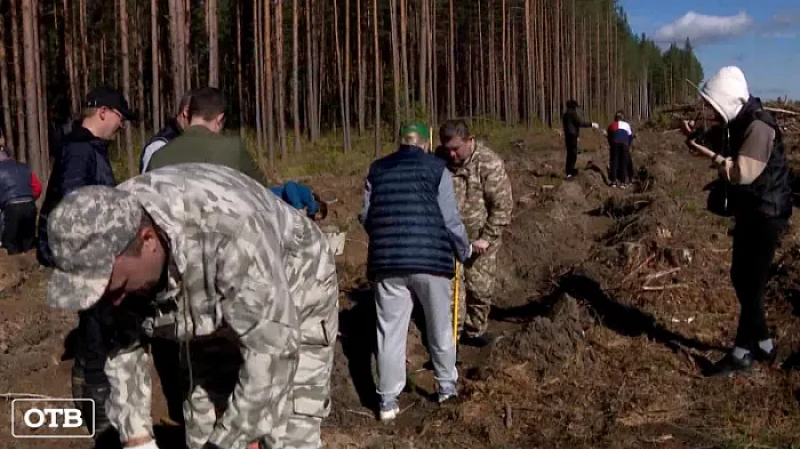 150 тысяч деревьев планируют высадить в Свердловской области до конца года