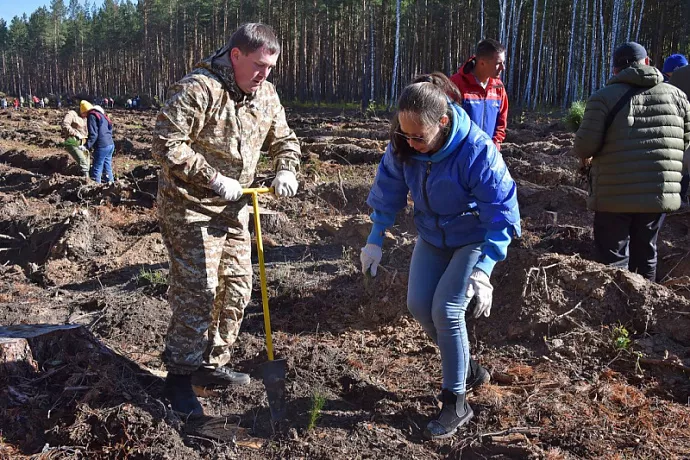 В рамках акции «Сохраним лес» в Свердловской области высадят 150 тысяч деревьев