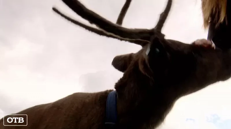 В деревне Гилёва загадочно исчез северный олень