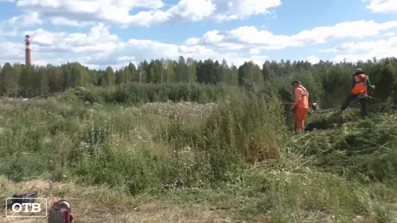 В окрестностях Екатеринбурга полицейские обнаружили два поля дикорастущей конопли