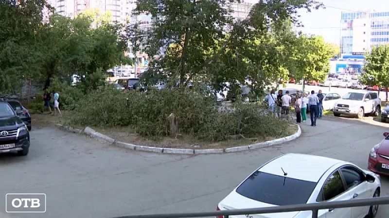 В одном из дворов Екатеринбурга одни жители выступают за вырубку насаждений, другие – против