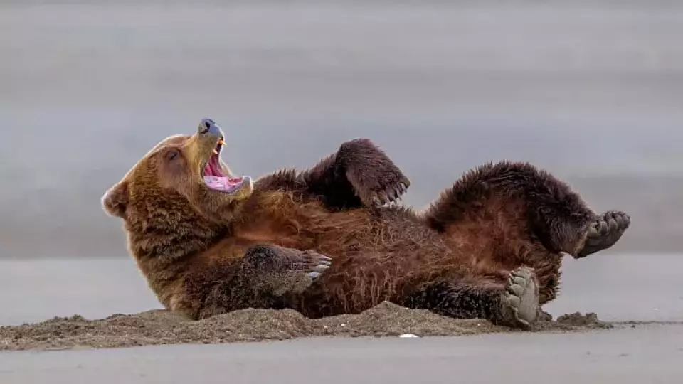 Купаться не запрещено. Всем, включая медведей