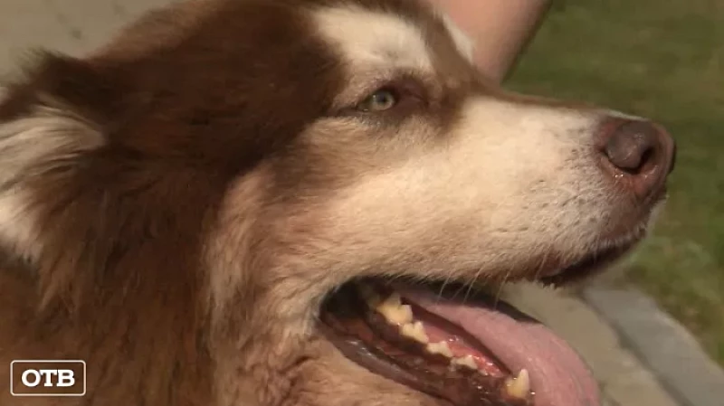 Маламут Барри из посёлка Рудный плавает на сапборде и помогает лечить людей