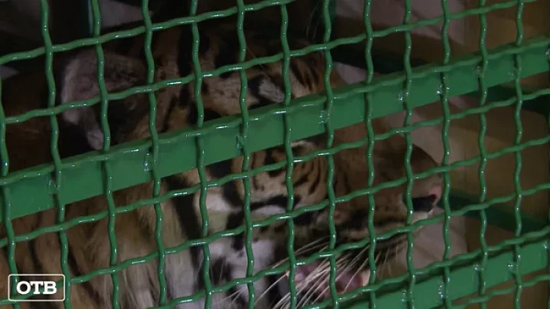 Спасённый ветеринарами тигр Гектор отправился из Екатеринбурга в Хабаровский край
