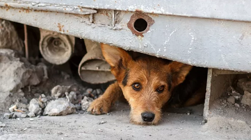 Бездомным животным сочувствует более 70%: ВЦИОМ