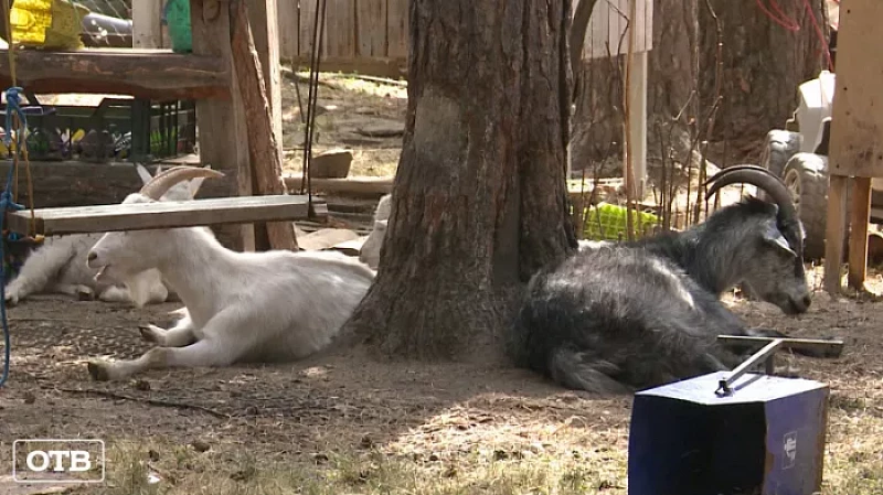 Животные из контактного зоопарка Екатеринбурга уничтожают урожай садоводов