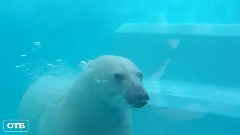 Белая медведица Хатанга впервые вышла в свет