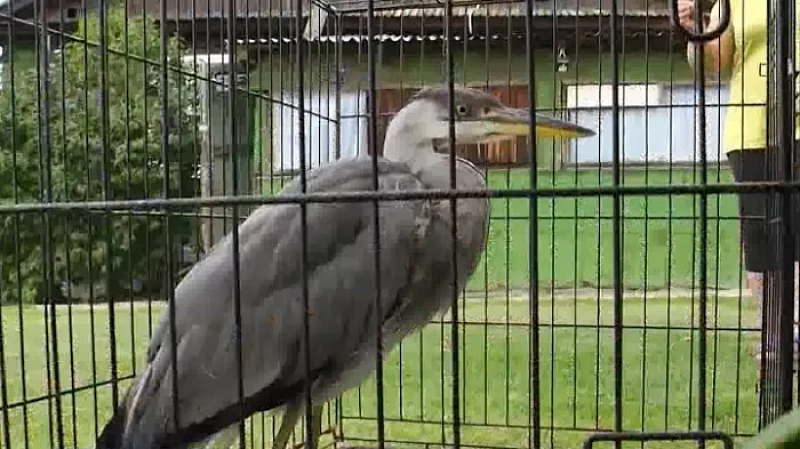 Жители Первоуральска во дворе жилого дома обнаружили истощённую цаплю