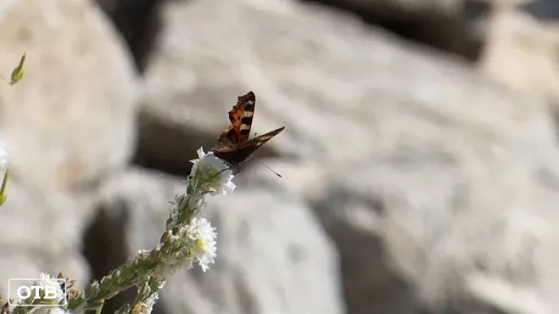 Предпринимателя из посёлка Калиново обвиняют в незаконном благоустройстве берега